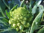 Romanesco.JPG