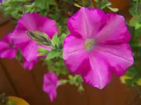 Blümchen1.webp