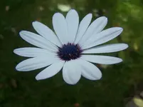 Blümchen3.webp