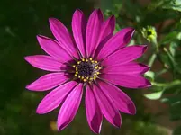 Blümchen4.webp