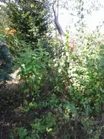 Foto0602.webp