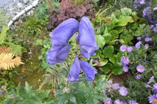 2012_0928Herbst0006.webp