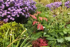 2012_1005Herbst0009.webp