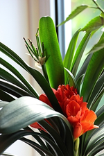 Clivia_400.webp
