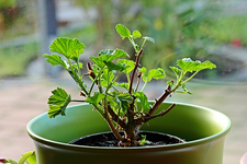 englische Geranie_600.webp