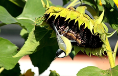 Kohlmeise pickt an Sonnenblume4_640.webp