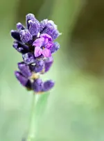 IMG_0846-web.webp