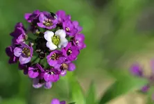 IMG_0879.webp