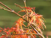 Ahorn herbstlich_121007.webp