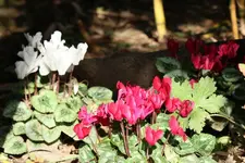 Alpenveilchen 121007.webp