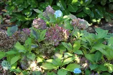 Hortensie 121007.webp
