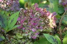 Hortensie herbstlich.webp