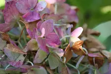 Hortensie herbstlich_nah.webp