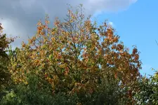 Herbstlich.webp
