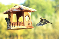 Grünfink fliegt an_640.webp