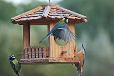 Meise und Kleiber im Anflug_640.webp