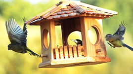 Meisenan_und Abflug_Kleiber im Haus_640.webp