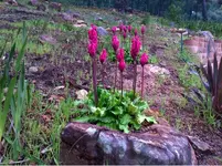 Veltheimia.webp