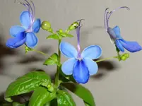 DSC00663.webp