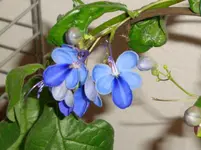 DSC00662.webp