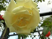 CIMG1989.webp