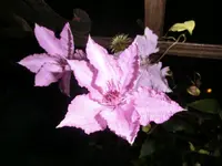 CIMG1996.webp