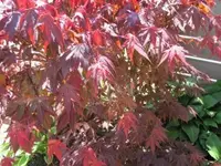 Bild 345.webp