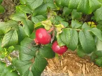Bild 505.webp