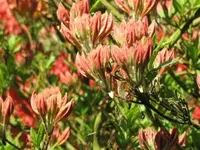 Bild 411.webp