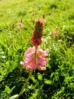 Wildblume Wicke_022.webp