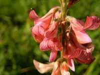 Wildblume Wicke_029.webp