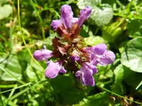 Günsel_118.webp