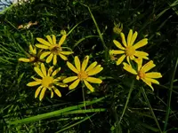 Wildblume_179.webp