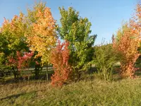 Herbstzauber_225.webp