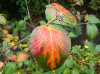 DSC00715.webp