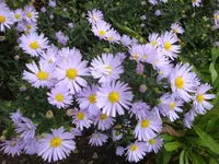 DSC00705.webp