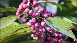 DSCN3827.webp