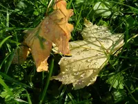 Herbstzauber_080.webp
