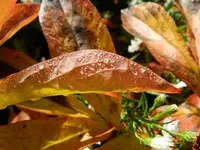 Morgentau_108.webp