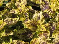 Bild 539.webp