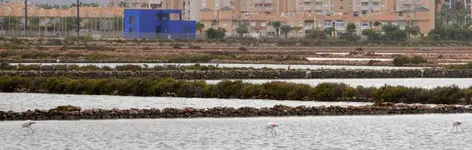 DSC_0850 Flamingos in den Salinen.webp