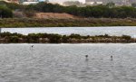 DSC_0859 junge Flamingos in Salinen.jpg