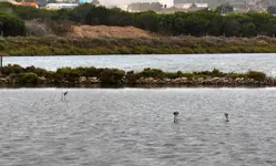 DSC_0859 junge Flamingos in Salinen.webp