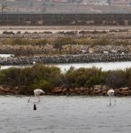 DSC_0855 Flamingos und Möwen.jpg