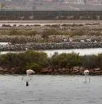 DSC_0855 Flamingos und Möwen.webp