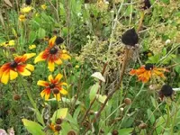 Bild 593.webp