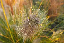2012_1008Herbst0005 lampenputzer.webp