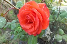 2012_1008Herbst0009.webp