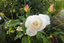 2012_1008Herbst0012.webp