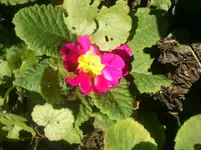 Herbstzauber2012 001.webp